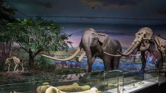 (恐龙的资料大全 了解)探秘恐龙世界:恐龙的资料介绍大全图文资料 (恐龙的资料大全 了解)探秘恐龙世界:恐龙的资料介绍大全图文资料