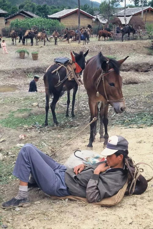 摄影镜头下的星辉:揭秘经纪人如何通过策略管理和训练培养下一代超级明星的趣味游戏 摄影镜头下的星辉:揭秘经纪人如何通过策略管理和训练培养下一代超级明星的趣味游戏