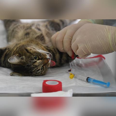 (疯狂宠物院)疯狂宠物诊所：为您的宠物提供全方位的医疗护理和爱心关怀