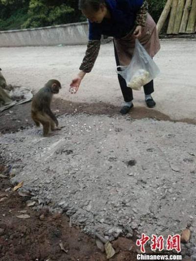 女子善举:救下受伤猕猴 带回家精心照料半年,终得健康自由