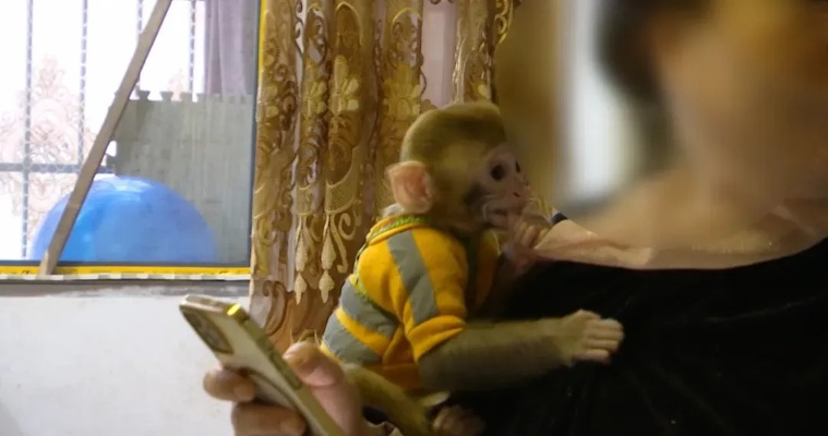 女子善举:救下受伤猕猴 带回家精心照料半年,终得健康自由 女子善举:救下受伤猕猴 带回家精心照料半年,终得健康自由