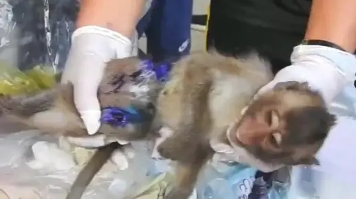 女子善举:救下受伤猕猴 带回家精心照料半年,终得健康自由 女子善举:救下受伤猕猴 带回家精心照料半年,终得健康自由