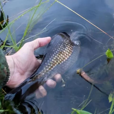 (吞食鱼下载方法)如何正确安装吞食鱼游戏？全面详细的操作步骤指南