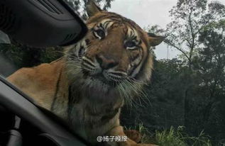 (小老虎出生多久会开始展现咬人行为呢)小老虎出生多久会开始展现咬人行为?