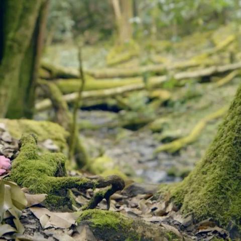 探索自然的秘密：以时间花园植物图鉴为线索，揭示植物演化与时间的奇妙联系