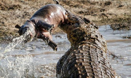 (人吃鳄鱼视频)猿族时代的惊人发现：吃鳄鱼竟然让他们体型变大