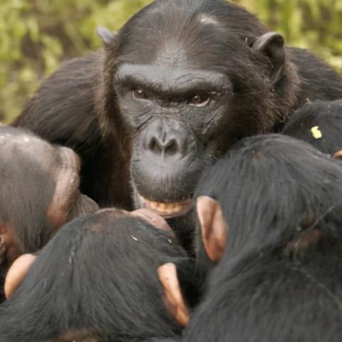 (大家族和大家庭的区别)大家庭的力量：部落与联盟的联合，共同创造更美好的未来。