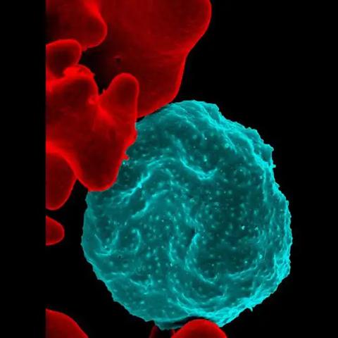 (微观世界:细胞的生存)探寻未知的微观世界：深入细胞世界书中的奥秘和魅力