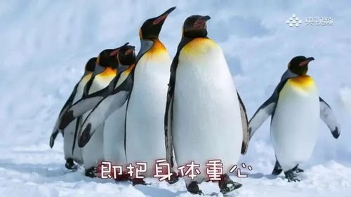 (跳跳企鹅怎么抓)跳跳企鹅在哪抓？如何快速找到跳跳企鹅的最佳方法？