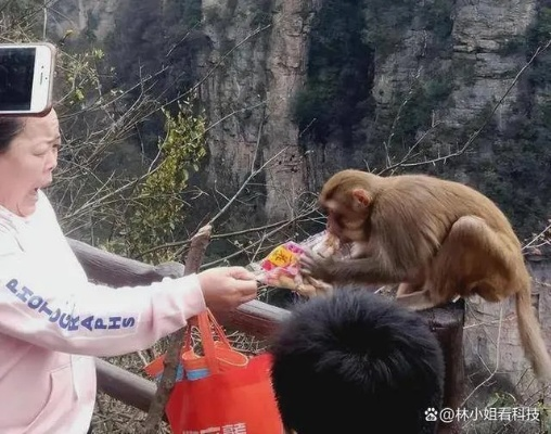 女子不顾危险救下猕猴，官方通报称其养了半年并赞美其敬业精神