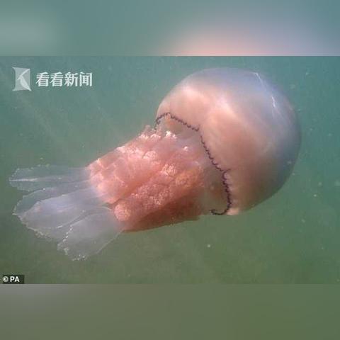 (大笑喜剧脱口秀)大笑脱口秀俱乐部：让你哭笑不得的幽默盛宴，用笑声治愈心灵