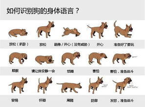 (怕狗咬拿什么防身)怕狗咬怎么防身？智慧应对避免狗咬的方法