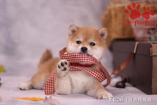 (怕狗咬拿什么防身)怕狗咬怎么防身？智慧应对避免狗咬的方法