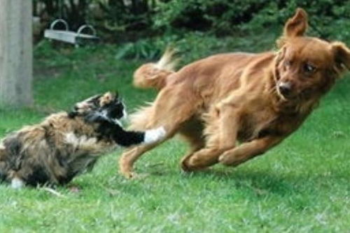 (怕狗咬拿什么防身)怕狗咬怎么防身？智慧应对避免狗咬的方法