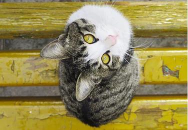 (如何准确辨别家猫和土猫的关系)如何准确辨别家猫和土猫？