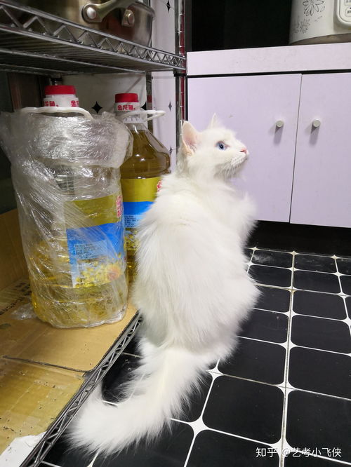 (如何准确辨别家猫和土猫的关系)如何准确辨别家猫和土猫？