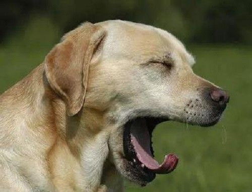 揭秘甜狗模拟器葱葱结局:是否会分手?游戏中的情感纠葛揭秘 揭秘甜狗模拟器葱葱结局:是否会分手?游戏中的情感纠葛揭秘