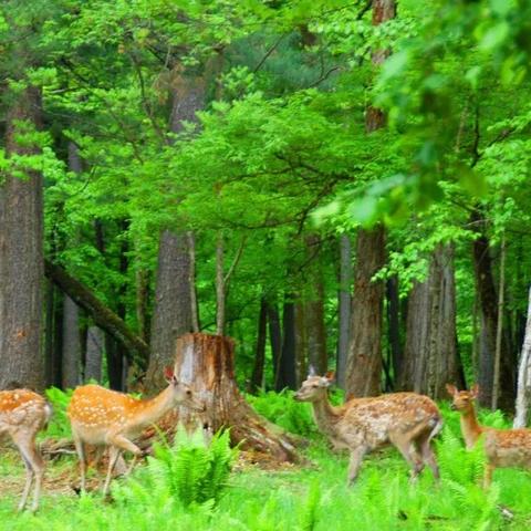 (狩猎野生动物的危害)狩猎的乐趣：体验大自然中野生动物的追逐与捕捉