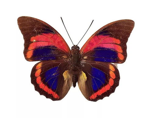 (蝴蝶的血是什么颜色的 图片)蝴蝶的血液：摇曳飞舞中的生命奇迹