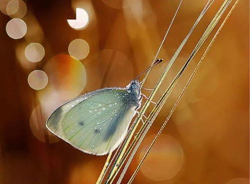 (蝴蝶的血是什么颜色的 图片)蝴蝶的血液:摇曳飞舞中的生命奇迹 (蝴蝶的血是什么颜色的 图片)蝴蝶的血液:摇曳飞舞中的生命奇迹