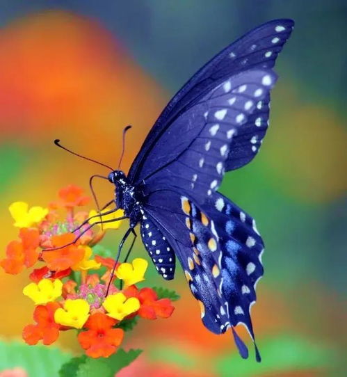 (蝴蝶的血是什么颜色的 图片)蝴蝶的血液:摇曳飞舞中的生命奇迹 (蝴蝶的血是什么颜色的 图片)蝴蝶的血液:摇曳飞舞中的生命奇迹