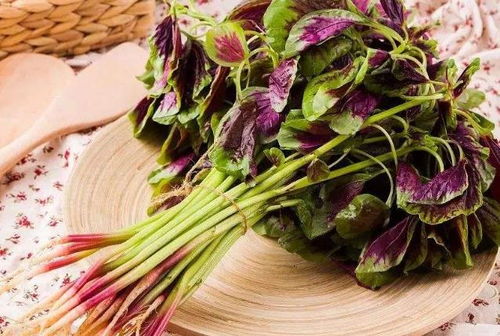 (血灵草是什么中药)血灵草泡完水草能吃了吗？慎重评估，如何正确判断食用安全