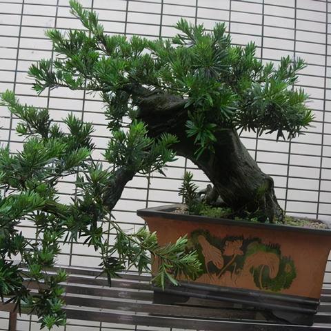 (老农种树吧)老农种树怎么看广告：如何让传统与现代相得益彰？