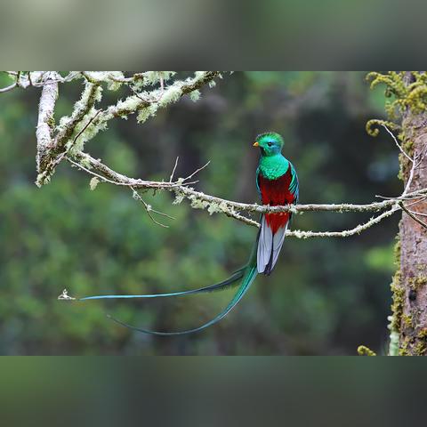 (丛林鸟大冒险官网)探秘微信小程序丛林鸟大冒险攻略纵深解析