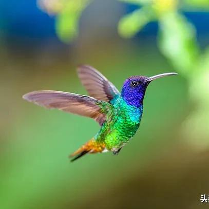 (丛林鸟大冒险官网)探秘微信小程序丛林鸟大冒险攻略纵深解析 (丛林鸟大冒险官网)探秘微信小程序丛林鸟大冒险攻略纵深解析