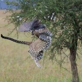 (丛林鸟大冒险官网)探秘微信小程序丛林鸟大冒险攻略纵深解析 (丛林鸟大冒险官网)探秘微信小程序丛林鸟大冒险攻略纵深解析