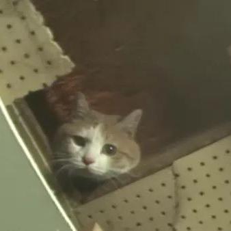 (异界兽医百度百科)异界情缘：兽郎与喵抹的奇幻之旅，命运与爱情交错缠绵