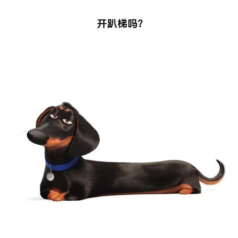 详细介绍爱宠大机密各角色的个性特征与精彩表现，揭秘影片中的宠物世界