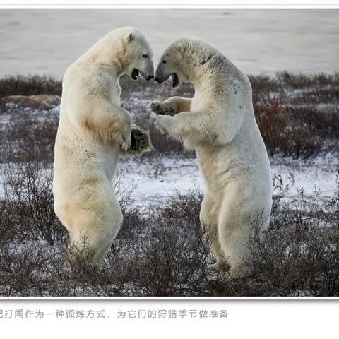 危机之后暴风雪安卓：探讨极端气候对手机行业的深远影响与未来发展趋势
