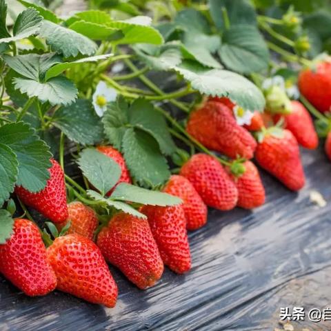 肝仙归来GG修改:挥别逆风前行,全新升级再展辉煌 肝仙归来GG修改:挥别逆风前行,全新升级再展辉煌