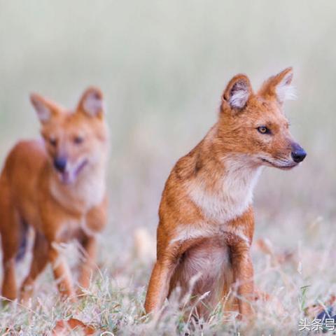 (时空猎人扣扣登录)时空猎人qq登录：穿梭时光，探寻未来