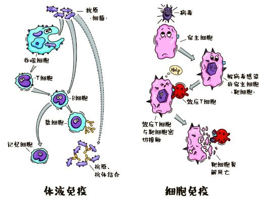 细胞大作战第一季:揭示生命奥秘,带你深度了解人体免疫系统运作机制 细胞大作战第一季:揭示生命奥秘,带你深度了解人体免疫系统运作机制