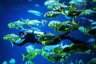 神奇水域宝可梦: 探索水中精灵的千姿百态及其在生态系统中的独特作用