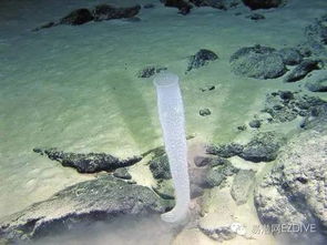 神奇水域宝可梦: 探索水中精灵的千姿百态及其在生态系统中的独特作用 神奇水域宝可梦: 探索水中精灵的千姿百态及其在生态系统中的独特作用