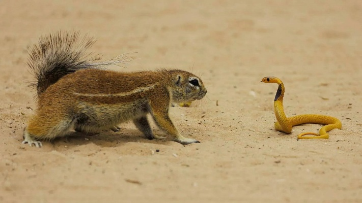 (小松鼠的手指游戏)手指运动见智慧，贪吃的小松鼠手游，解锁你的策略操作新高度