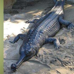 带你探索口袋宠物世界官方正版，打造一个与现实世界连接的虚拟乐园