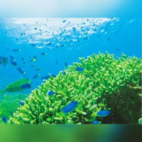 因为台风天气影响，黑潮之上停运了：探究极端气候对日本主要渔业生态和经济影响